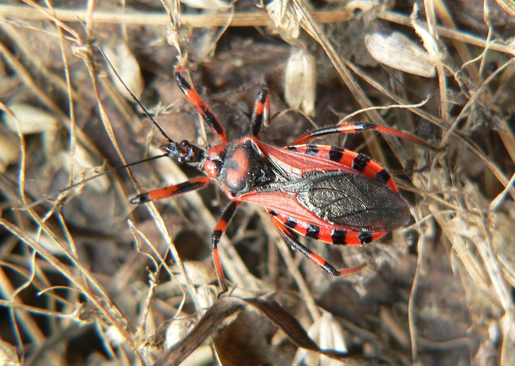 Reduviidae: Rhynocoris cf iracundus